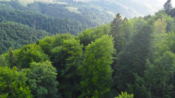 ภาพทางอากาศในป่าที่สวยงาม ต้นไม้วิเศษที่มีแสงแดด ต้นไม้ที่มีประสิทธิภาพในช่วงเช้า พระอาทิตย์ขึ้นที่งดงามในป่าสนคอนนิเฟอร์ รังสีทําให้ทางของพวกเขาผ่านสาขาของต้นไม้ — วีดีโอสต็อก