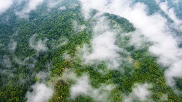 Nubes sobre las copas de los árboles, Bosque de montaña en clima lluvioso con niebla y niebla, Terreno ecológico limpio e intacto — Vídeos de Stock