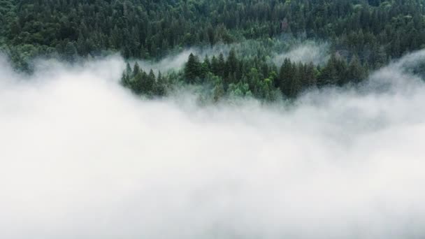 Wolken über Baumkronen, Bergwald bei Regenwetter mit Nebel und Nebel, Ökologisch sauberes und unberührtes Gelände — Stockvideo