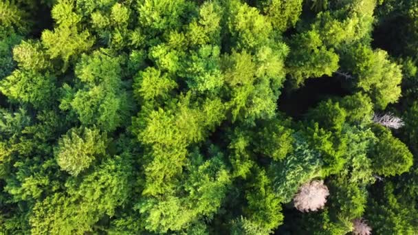 Krásné letecké záběry z lesa. Slunečné magické mocné stromy v ranním čase, nádherný východ slunce v jehličnatém borovém lese, paprsky se prodírají větvemi stromů — Stock video