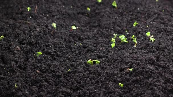 Coltivazione di semi in primavera timelapse, germinazione germogli, insalata di crescione neonato Pianta in agricoltura serra — Video Stock