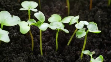 Bahar zamanında yetişen bitkiler, tohumlardan filizlenen filizler, sera tarımında yeni doğan tere salatası.