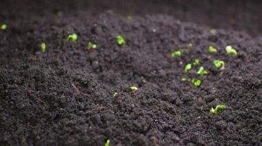 Bahar mevsiminde tohum yetiştirmek, filizlenme, sera tarımında yeni doğan tere salatası yetiştirmek. Yaşam ve doğa kavramı.