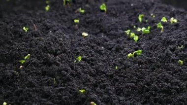 Bahar mevsiminde tohum yetiştirmek, filizlenme, sera tarımında yeni doğan tere salatası yetiştirmek. Yaşam ve doğa kavramı.