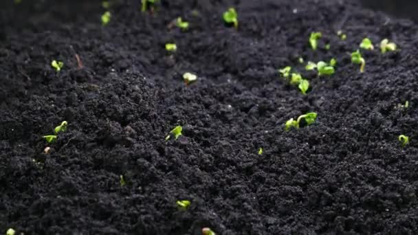 Pěstování semen na jaře, klíčení, novorozený řeřichový salát Rostlina ve skleníkovém zemědělství. Koncept života a přírody — Stock video