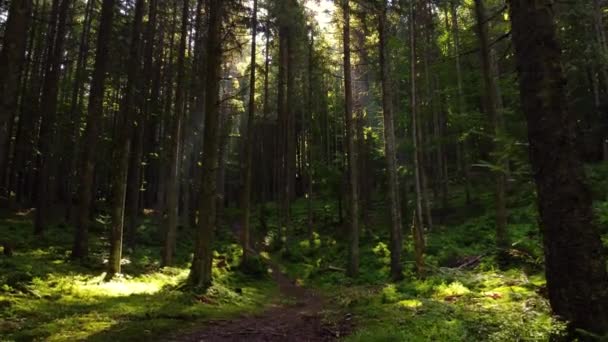 Μαγικό δάσος το πρωί. Περπατώντας μέσα από κωνοφόρα δάση με ισχυρά δέντρα, Ανέγγιχτη καθαρή φύση, η έννοια της καθαρότητας. Ομαλή κίνηση μεταξύ των κλάδων, Gimbal shot — Αρχείο Βίντεο