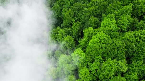 雲のある日当たりの良い魔法の森空中ビュー。強力な木と春の色。森の中で壮大な日の出、山の上霧。ドローンは、 4Kでの自然、トウヒ針葉樹の木の上を飛んでショット — ストック動画