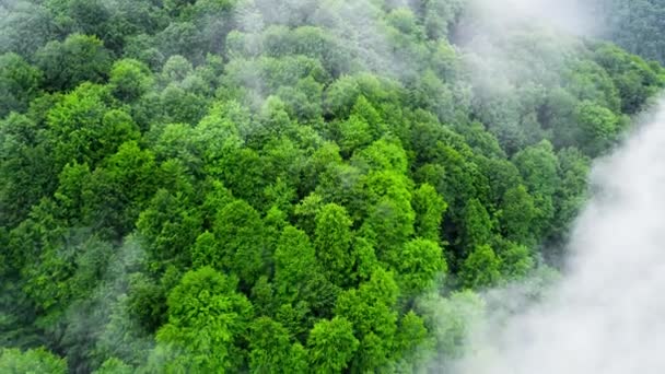 Mraky nad horským lesem, Létání kouzelným jarním lesem za deštivého počasí, letecký pohled dron 4k — Stock video