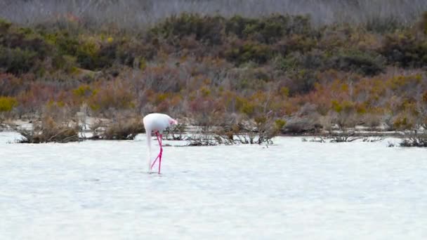 Flamingo spacer w płytkiej wodzie, Wild Greater flamingo w słonym jeziorze, Natura safari przyrody 4k strzał — Wideo stockowe