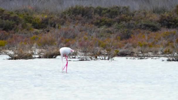 Flamingo caminar en aguas poco profundas, Flamingo salvaje mayor en el lago salado, Naturaleza Vida silvestre safari 4k tiro — Vídeos de Stock