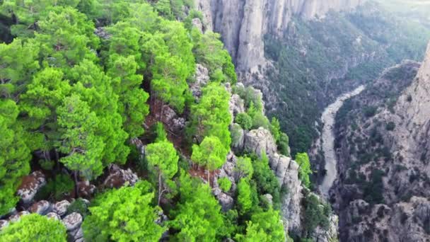 Πυκνό μαγικό δάσος στην κορυφή του φαραγγιού, τεράστια θεαματικά βράχια γκρεμό, επική εναέρια drone πτήση πάνω από τα βουνά κοιλάδα σε 4k. Δραματικό γεωλογικό θαύμα με πράσινα δέντρα — Αρχείο Βίντεο