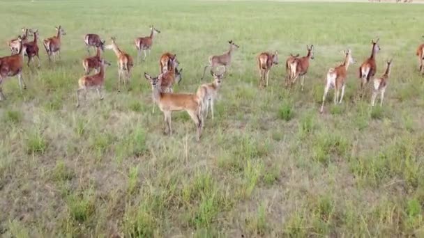 Αγέλη του Roe Deer τρέχει στην άγρια φύση μέσα από πράσινο λιβάδι. Τα ελάφια είναι επικίνδυνα παράσιτα για νεαρά φυτά. Ελικόπτερο πετά πάνω από άγρια ζώα. Άγρια ζωή από ψηλά — Αρχείο Βίντεο