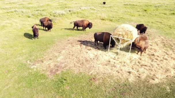 牧草地で野生の自然の中でアメリカのバイソンの大規模な群れ,動物繁殖生態探査パワーコンセプト,空中ビュードローン4k — ストック動画