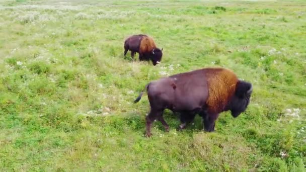 Hjord av amerikansk bisonoxe i vild natur på äng, viltsafari — Stockvideo