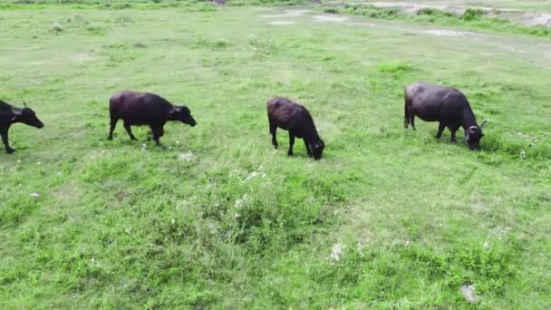 Hjord av buffel i vild natur på äng, vilda safari, Animal avel ekologi prospektering makt koncept, antenn View Drone 4k — Stockvideo