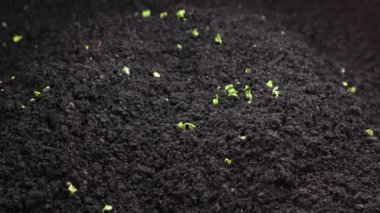 Bahar mevsiminde tohum yetiştirmek, filizlenme, sera tarımında yeni doğan tere salatası yetiştirmek. Yaşam ve doğa kavramı.