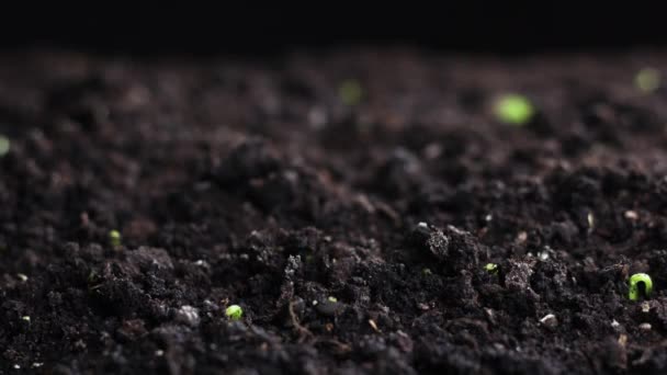 Cultivo de plantas en primavera timelapse, germinación brotes, recién nacido Planta de pepino en la agricultura de invernadero, Hermoso concepto natural, Limpio y ecológico — Vídeo de stock