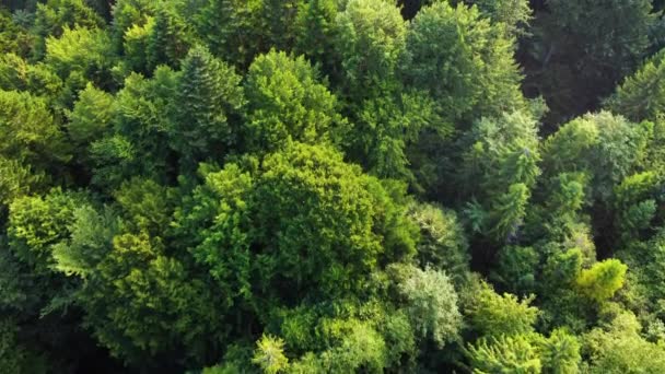 Красиві лісові аерофотознімки. Сонячні магічні Сильні дерева в ранковий час, Чудовий схід сонця в хвойних соснових лісах, промені проходять через гілки дерев — стокове відео