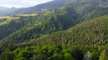 Güzel orman hava görüntüleri. Güneşli sihirli ağaçlar sabah vakti, kozalaklı çam ormanlarında muhteşem gündoğumu, ışınlar ağaçların dallarında yol alırlar.
