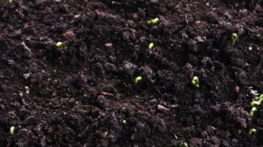 İlkbaharda filizlenen bitkiler, filizlenen filizler, sera tarımında yeni doğmuş salatalıklar.