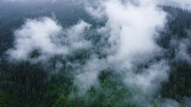 Jehličnatý vlhký hustý les z ptačí perspektivy. Mraky nad vrcholky stromů, Horský les v deštivém počasí s mlhou a mlhou — Stock video