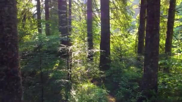 Napfényes, varázslatos erdő a felkelő nap sugaraiban a reggeli időben. Erős fák és tavaszi színek. — Stock videók