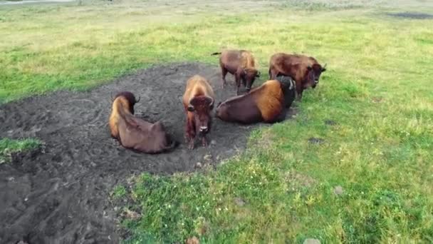 Herd of American Bison in wild nature at meadow, safari de vida selvagem, Conceito de poder de exploração de ecologia de reprodução animal, Vista aérea Drone 4k — Vídeo de Stock