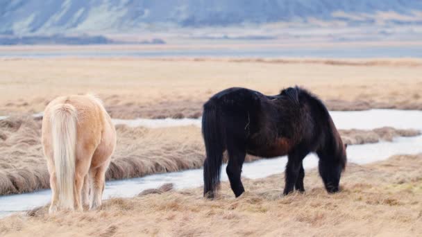 Islandshäst som poserar på ett fält omgivet av isländsk natur. Furry djur i det vilda, Bergslandskapet — Stockvideo