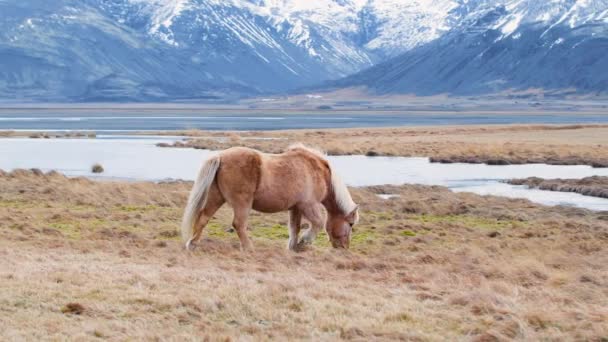 Исландская лошадь позирует в поле в окружении живописной природы Исландии. Пушистые животные в дикой природе, горный пейзаж — стоковое видео