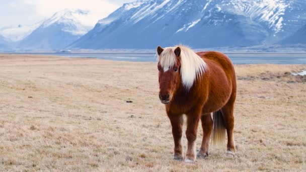 Исландская лошадь позирует в поле в окружении живописной природы Исландии. Пушистые животные в дикой природе, горный пейзаж — стоковое видео