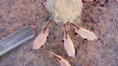 Przewalski 'nin atları yem atının yanında. Meadow 'da Vahşi Doğadaki Büyük Atlar Sürüsü, Hayvan Yetiştirme Ekolojik Keşif Gücü Kavramı, Hava Görüntülü İnsansız Hava Aracı 4k