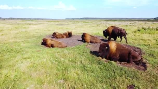 Stado amerykańskiego bizona w dzikiej przyrodzie na łące, safari dzikiej przyrody, Koncepcja ekologii hodowli zwierząt, Aerial View Drone 4k — Wideo stockowe