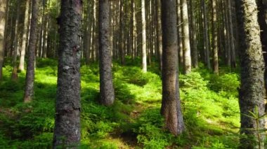 İlkbahar Yeşil Ormanı, güneşli sihirli ağaçlar Sabah vakti, Güneş ışınları Charming ve güçlü ağaçların arasından geçer