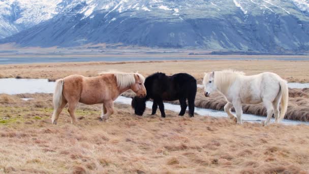 Izlandi lovak, közeli, izlandi csődör pózol egy mezőn körülvéve festői vulkanikus természettel Izlandon. Szőrös állatok a vadonban, hegyvidéki táj. Észak vadvilága — Stock videók