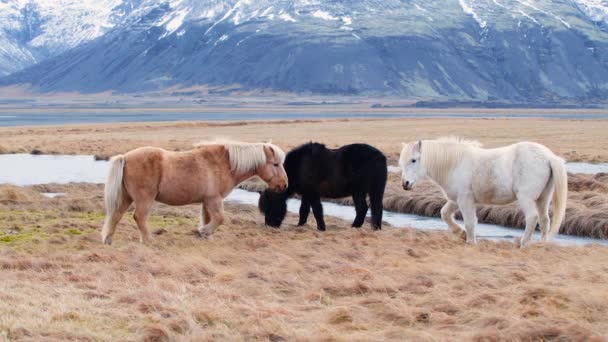 IJslandse paarden, close-up, IJslandse hengst poserend in een veld omringd door schilderachtige vulkanische natuur van IJsland. Harige dieren in het wild, Berglandschap. Wilde dieren en planten in het noorden — Stockvideo