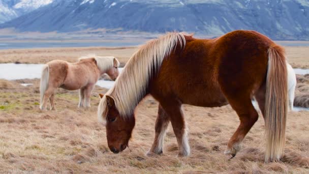 Portrét islandského hnědého koně, zblízka, islandského hřebce pózujícího na poli obklopeném sopečnou povahou Islandu. Chlupatá zvířata ve volné přírodě, Horská krajina — Stock video