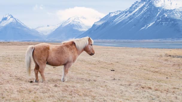 Портрет исландской коричневой лошади, крупным планом исландского жеребца, позирующего в поле, окруженном живописной вулканической природой Исландии. Пушистые животные в дикой природе, горный пейзаж — стоковое видео