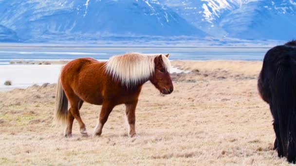 Portraits of an Icelandic horses, close-up, Icelandic stallion posing in a field surrounded by scenic volcanic nature of Iceland. Furry animals in the wild, Mountain landscape — Vídeo de Stock