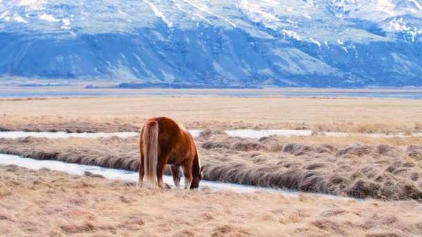 Портрет исландской коричневой лошади, крупным планом исландского жеребца, позирующего в поле, окруженном вулканической природой Исландии. Пушистые животные в дикой природе, горный пейзаж — стоковое видео