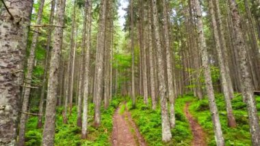İlkbahar Yeşil Ormanı, güneşli sihirli ağaçlar Sabah vakti, Güneş ışınları Charming ve güçlü ağaçların arasından geçer