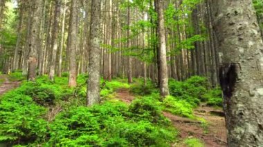 İlkbaharda orman, sabah vakti güneşli sihirli güçlü yeşil ağaçlar güneş ışınları Charming ve güçlü ağaçların arasından geçer.