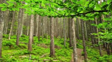 İlkbahar Yeşil Ormanı, İHA 'lar sabah ağaçların altında uçar, el değmemiş güzel ormanlar. Dokunulmamış saf doğa, saflık kavramı.