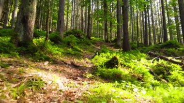 Yeşil Bahar Ormanı, güneşli sihirli ağaçlar sabah vakti güneş ışınları Charming ve güçlü ağaçların arasından geçer.