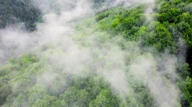 Sisli ormanın havadan görünüşü, yeşil dağın üzerindeki bulutlar, ladin kozalaklı ağaçların üzerinden uçan dron, saf doğanın üzerindeki sis, 4K 'daki doğa manzarası.