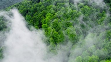 Sisli ormanın havadan görünüşü, yeşil dağın üzerindeki bulutlar, ladin kozalaklı ağaçların üzerinden uçan dron, saf doğanın üzerindeki sis, 4K 'daki doğa manzarası.