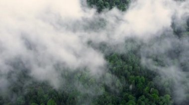 Sisli ormanın havadan görünüşü, yeşil dağın üzerindeki bulutlar, ladin kozalaklı ağaçların üzerinden uçan dron, saf doğanın üzerindeki sis, 4K 'daki doğa manzarası.