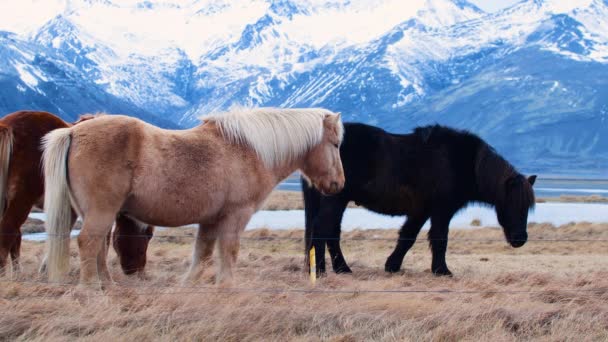 IJslandse paarden, close-up, IJslandse hengst poserend in een veld omringd door schilderachtige vulkanische natuur van IJsland. Harige dieren in het wild, Berglandschap. Wilde dieren en planten in het noorden — Stockvideo