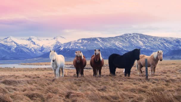 Icelandic horses, close-up, Icelandic stallion posing in a field surrounded by scenic volcanic nature of Iceland. Furry animals in the wild, Mountain landscape. Wildlife of the North — Vídeo de Stock