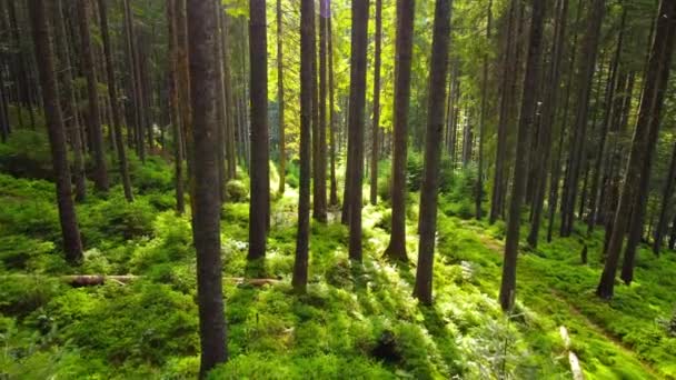 Floresta na Primavera, Árvores verdes poderosas mágicas ensolaradas na manhã, os raios de sóis passam pelas árvores encantadoras e poderosas — Vídeo de Stock