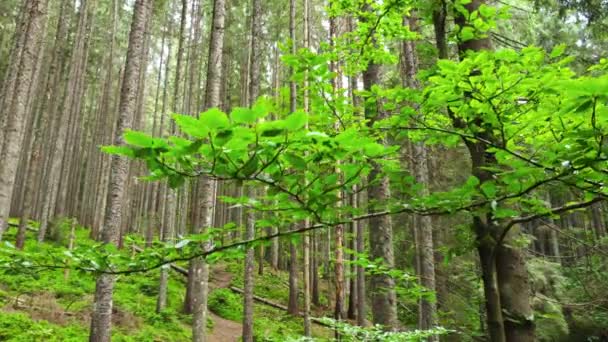 Spring Green Forest, Drone vola sotto i rami degli alberi al mattino, Bella foresta intatta. Natura pura e incontaminata, il concetto di purezza — Video Stock